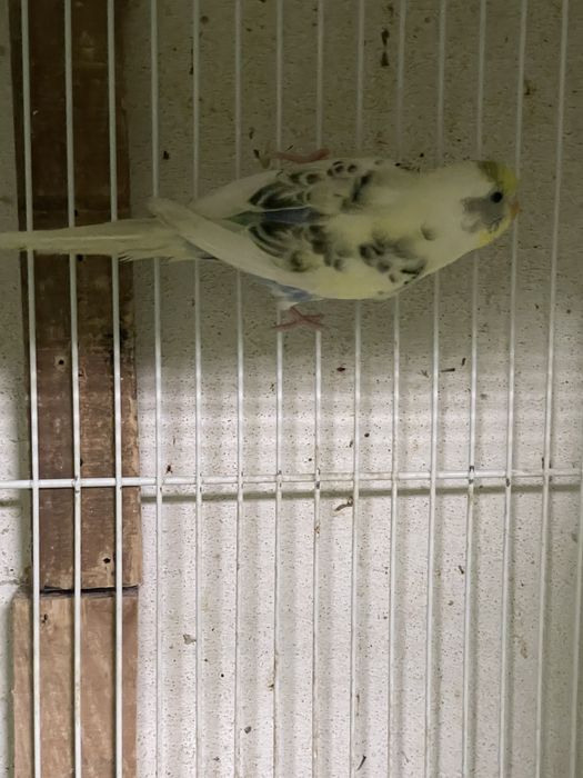 Periquito Macho alecrim portador de poupa