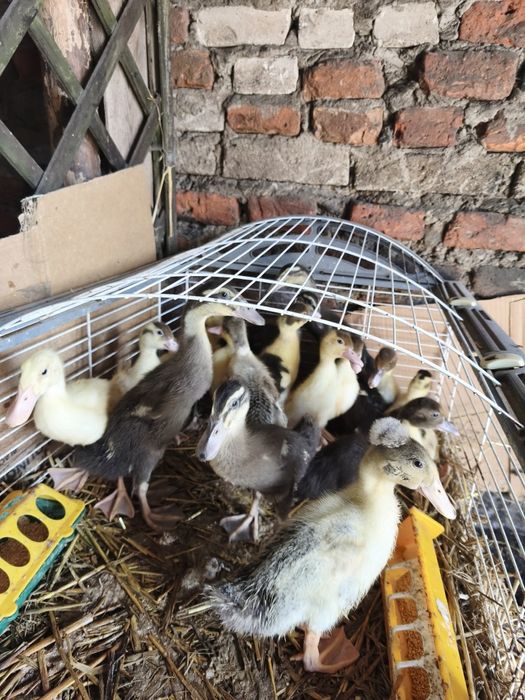 Sprzedam kaczki cena od 20 zł