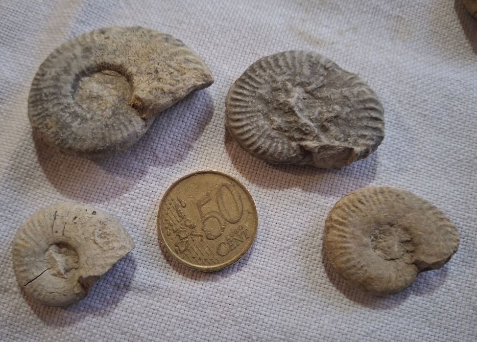 Conjunto de Fósseis de Amonite