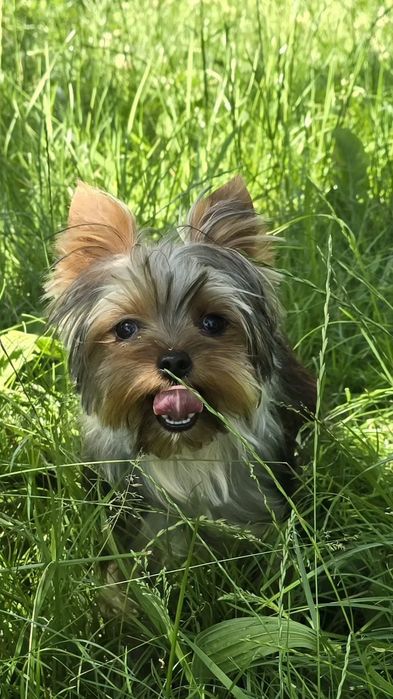 Piesek roczny Yorkshire terrier