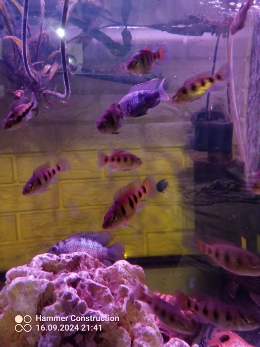 Hemichromis ellengatus pielęgnice