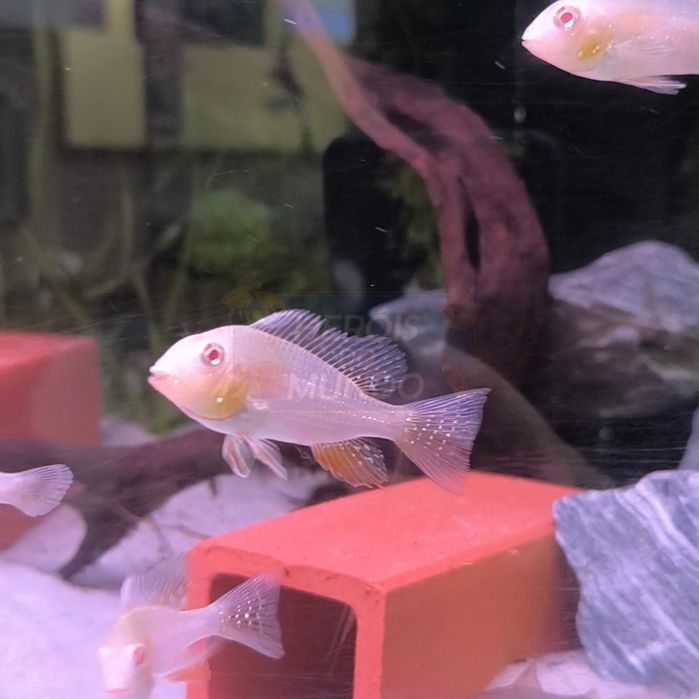Acarichthys Heckelli Albino