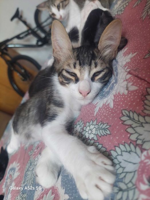 Gatinhos Amorosos