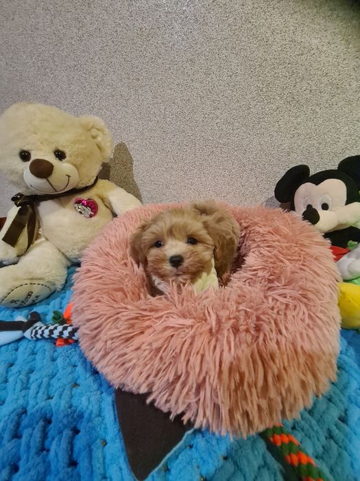 Малята мальтіпу мініки