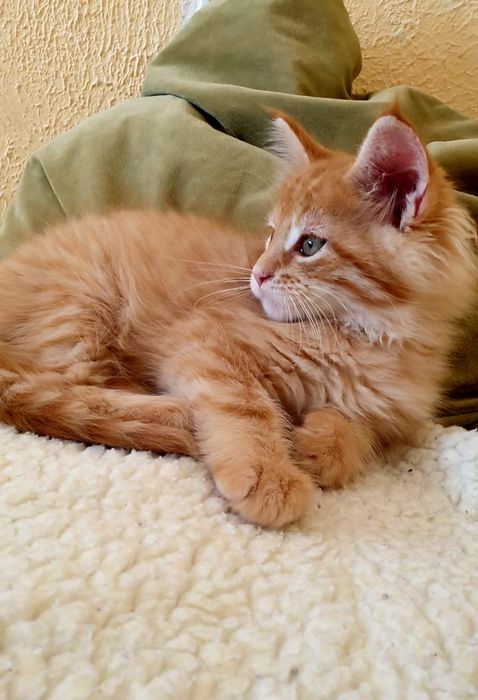 Котёнок Мейн-кун, окрас Cream Tabby (e 22/23). Возраст 1.5 мес