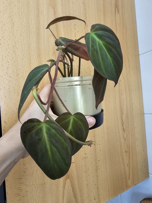 Plantas para troca/venda