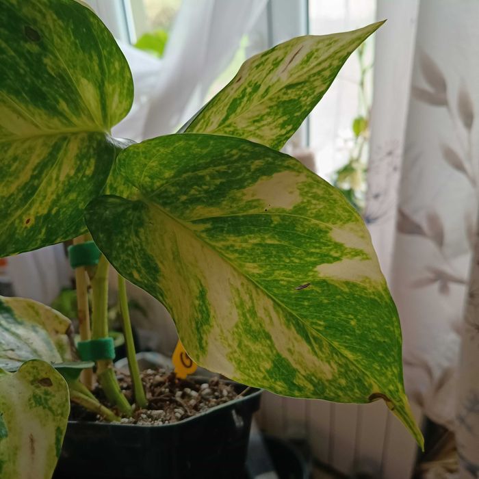 epipremnum hicolor-duże liście