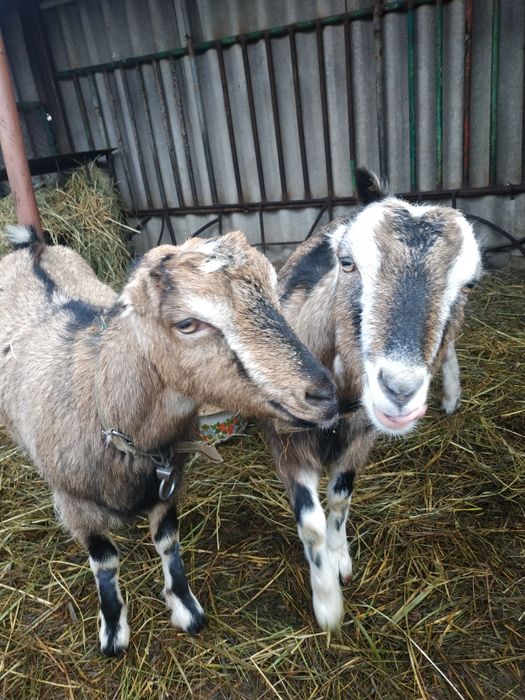 Продам козу породи Ламанч.