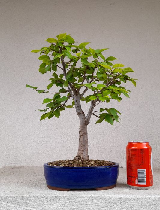 Bonsai Zelkova Serrata