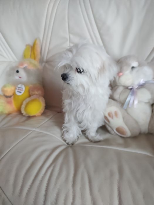 В'язка мальтійскої болонки