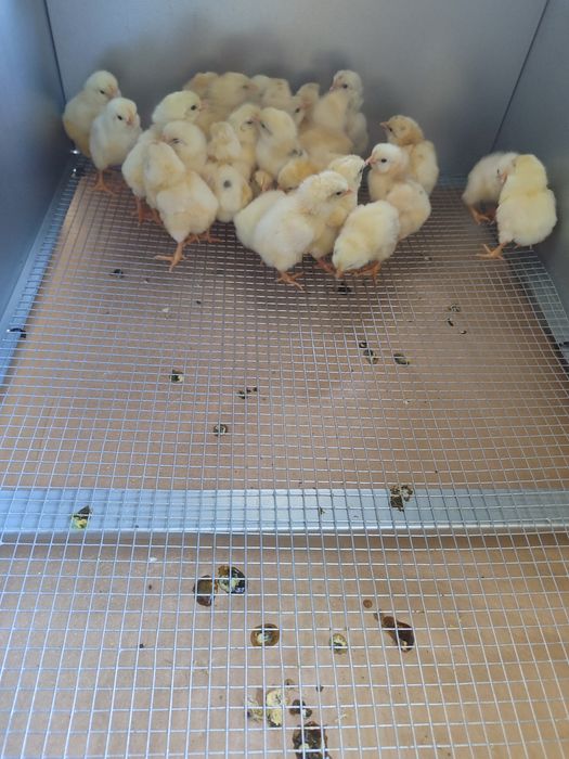 Pintos galinhas leghorn