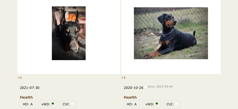 FCI DOBERMAN suczka zkwp