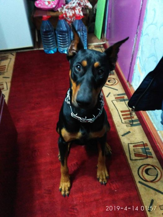 Доберман для вязки