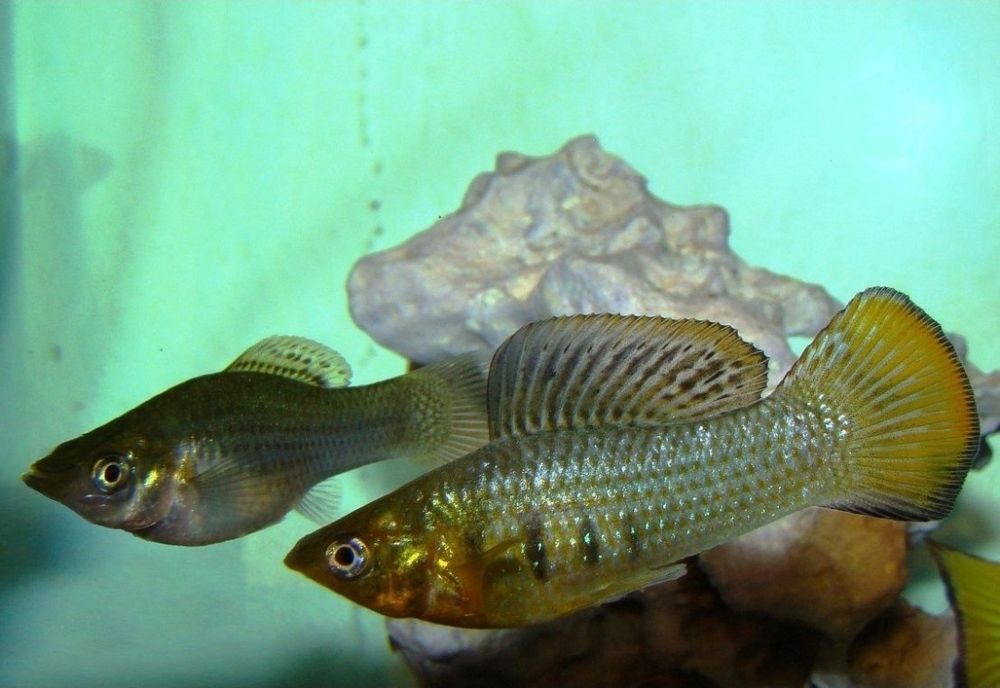 Сомик Клариус! Экзотические Аквариумные Рыбки С Доставкой! Корма!