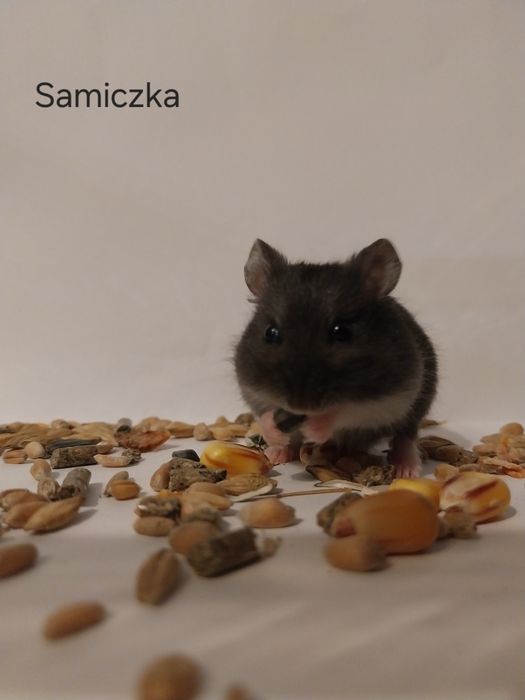 Chomik dżunglarski panda