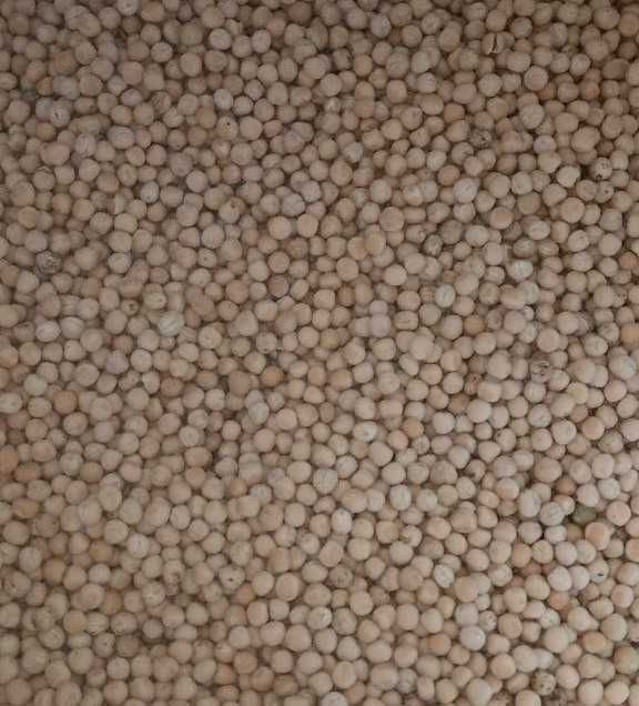 Продам горох 2025 року врожаю