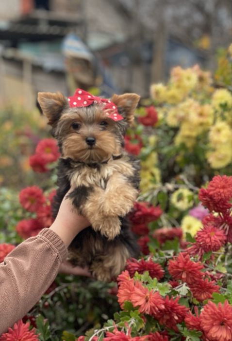 Гарнюнюні красуні є міні і стандарт