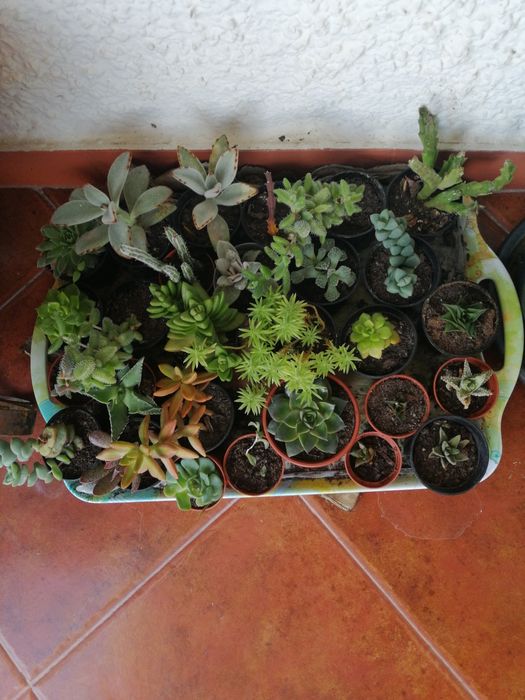 Suculentas e catos ,vasinhos. Desde 0,85 cada.Tenho quantidade e varie