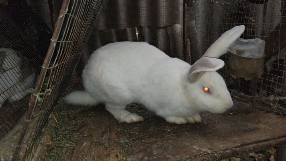 Кролик  молодий.