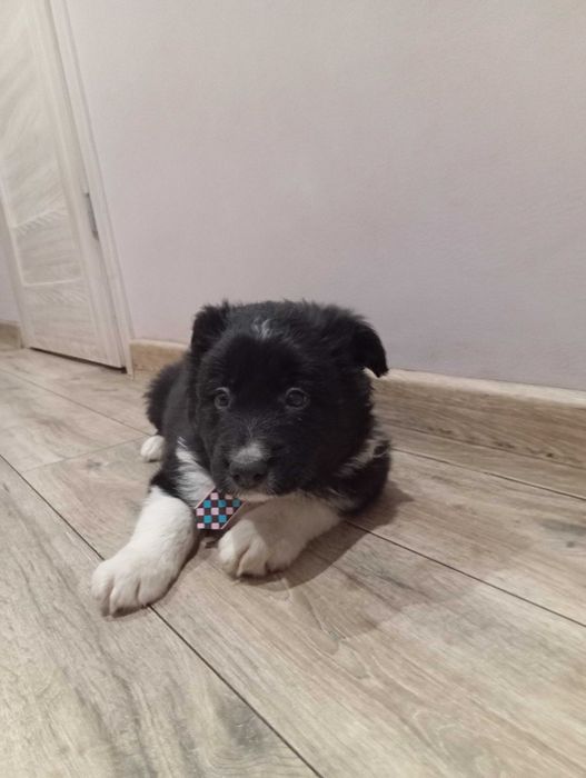 Border Collie z rodowodem