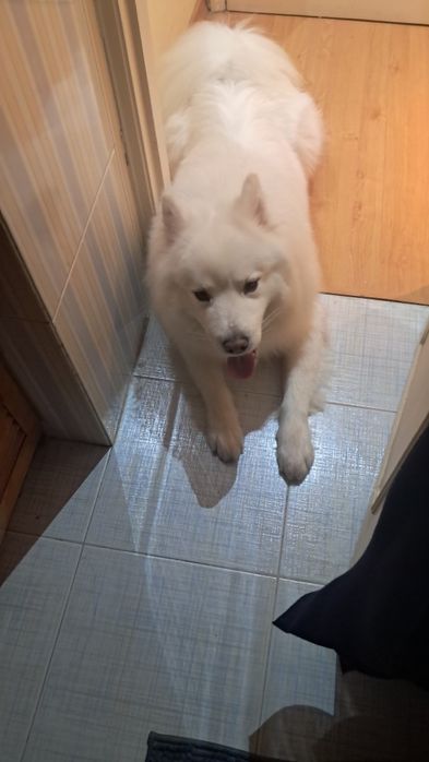 Passeio cães (Carnaxide a Algés)