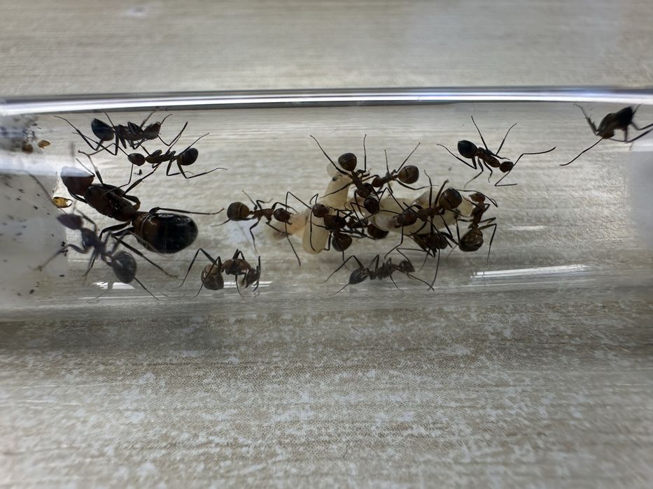 Messor barbarus+ Camponotus nicobarensis