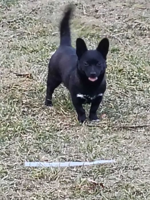 Oddam pieska suczka mieszaniec