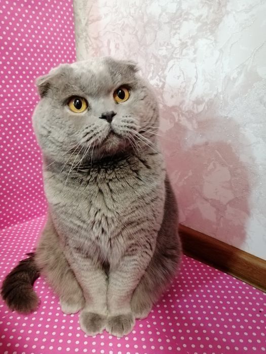 В'язка висловухого кота, кіт для в'язки, сірий кіт на в'язку