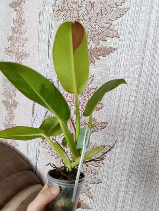 Филодендрон різні сорти