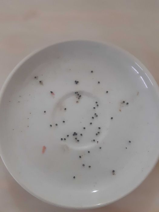 sementes peyote de 2024