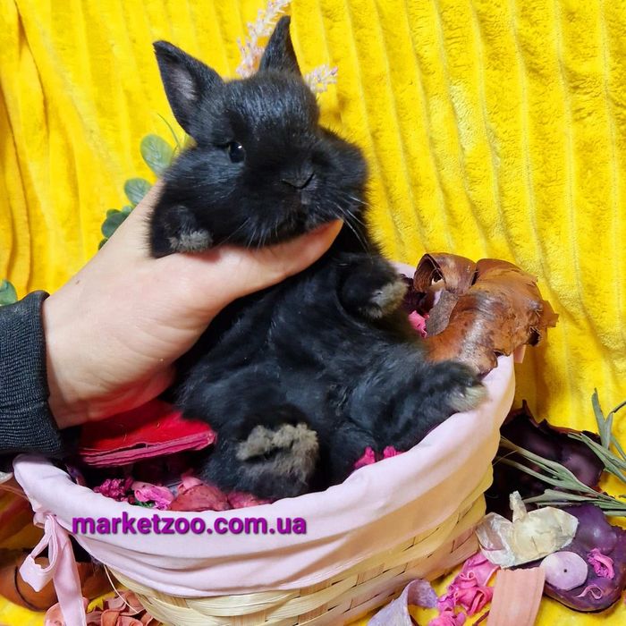 Міні нідерландський кролик чорного окрасу