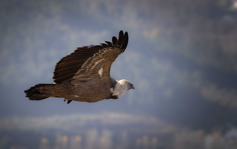 Objetiva Canon 70-300 IS NANO USM - NOVA