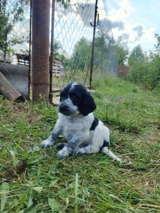 Англійський кокер спаніель.