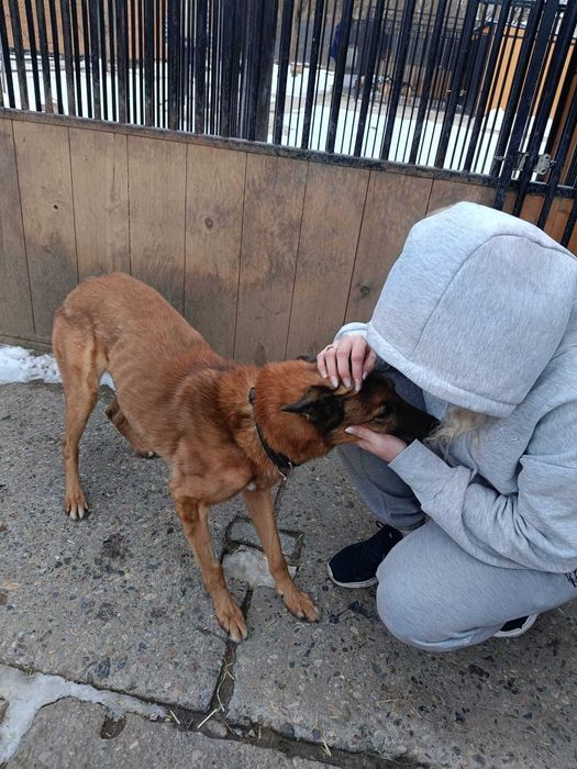 Bajkał - przyjaciel do adopcji