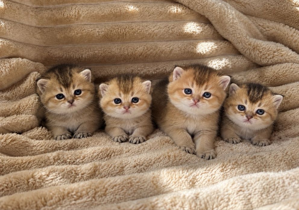 Шотландські кошенята