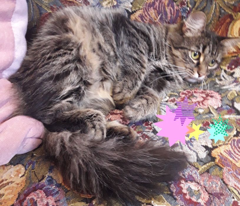 Очень пушистая сибирская кошечка, 2,5 года, СТЕРИЛИЗОВАНА!