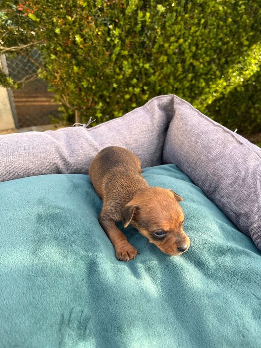 Pincher bebe castanho criado em ambiente familiar