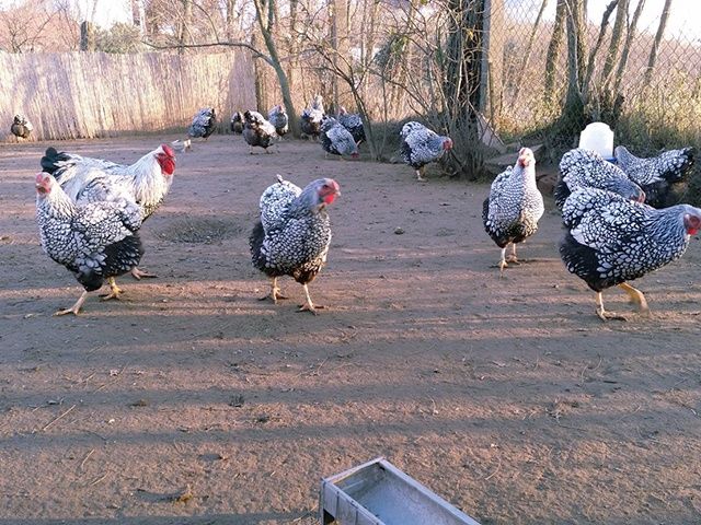 Яйце інкубаційне. Віандот: блакитне золото, біле золото,срібло.Курчата