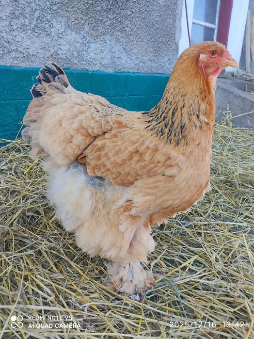 Продам кури Брама Палева, сім'я півня