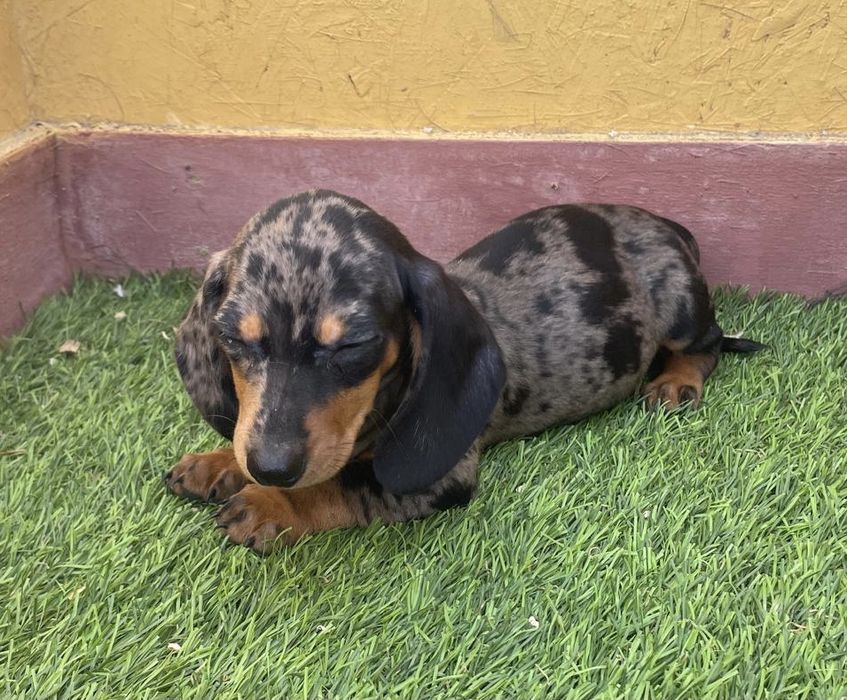 Macho Teckel Arlequim