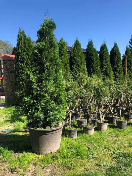 Tuja szmaragd doniczka 5 litrów wysokość tui 130-160 cm