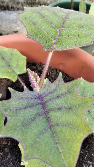 Planta exótica Lulo/Naranjilla (Solano Quitoense)
