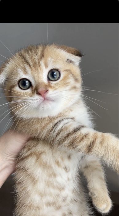 Золотой табби,котенок,мальчик шотландский вислоухий с чипом, вакцинами