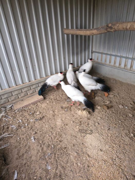 Bażanty uszaki z własnej hodowli