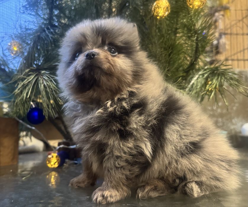 Мальчишка померанский шпиц