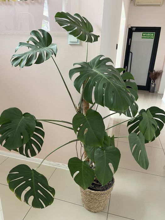 monstera standleyana Monstera Standleyana Variegated