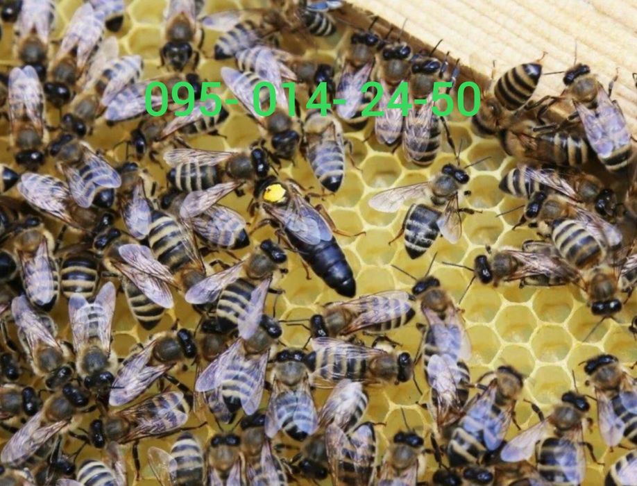 Плідні бджоломатки Карніка F1  2026 р .Бджоломатки Карніки. Матки.