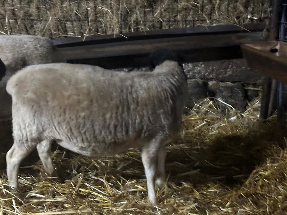 Cordeira Dorper grávida