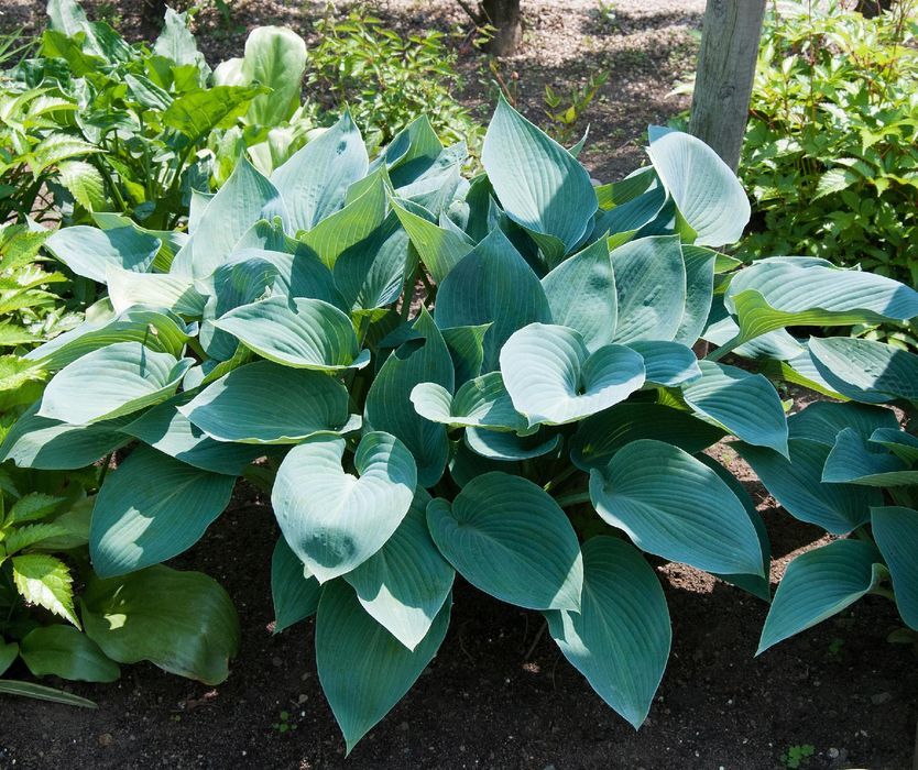 Funkia Hosta 'Halcyon' Doniczka 2.0L Duże Niebieskie liście