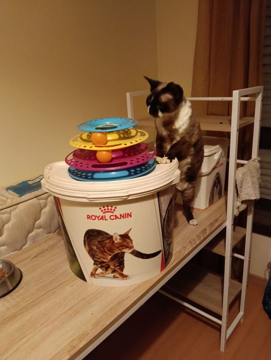 Balde de ração+ brinquedo de gato